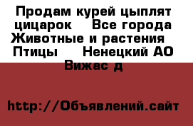 Продам курей цыплят,цицарок. - Все города Животные и растения » Птицы   . Ненецкий АО,Вижас д.